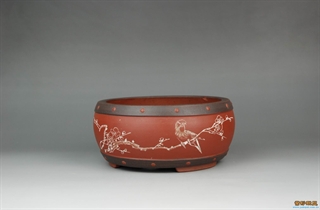矮花盘3